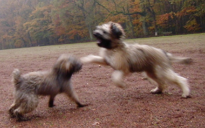 Riesenhund kommt auf mich zu